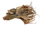 Dried Octopus - 章鱼干