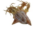 Dried Squid (Big) - 鱿鱼干（大）
