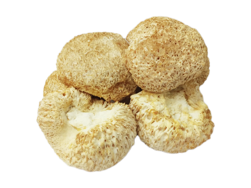 Lion's Mane Mushroom - 猴头菇